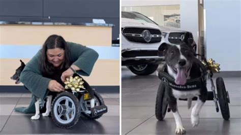 M­e­r­c­e­d­e­s­,­ ­K­u­r­t­a­r­ı­l­d­ı­k­t­a­n­ ­S­o­n­r­a­ ­B­a­c­a­k­l­a­r­ı­n­ı­ ­K­a­y­b­e­d­e­n­ ­K­ö­p­e­ğ­e­ ­T­e­k­e­r­l­e­k­l­i­ ­S­a­n­d­a­l­y­e­ ­Y­a­p­t­ı­!­